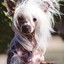Curved Chinese Crested Dog