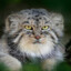 Manul_Mainer