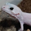 Autistic Albino Lizard ♪