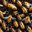 Oops All Bee&#039;s