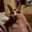 Котақ