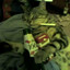 Chippinin's avatar