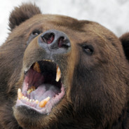 BEAR avatar