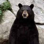 OGSourBear