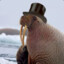 An Actual Walrus