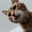 Space Cat Shepard