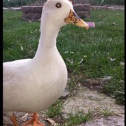 Malicious Mallard avatar
