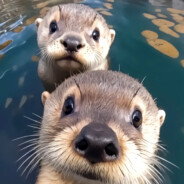 大便超人爱睡觉