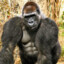 gorillagamer123