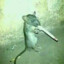 rato maconheiro