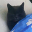 Gray Cat