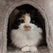 foreverfreshlikeroses