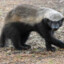 Mischievous Honey Badger