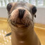 Sea Lion :3