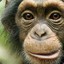 Chimp