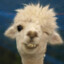 Alpaca Trump