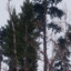 canman