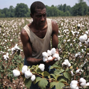Cotton Farmer