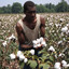 Cotton picker
