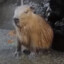 Mr. Capybara