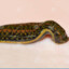 Hirudo Medicinalis