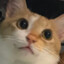 nitthecat