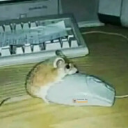 Slowie0