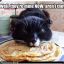 Cats Of Waffles