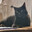 drowning_cat1904