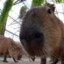 Vegas_Capybara