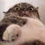 Meow ツ
