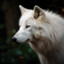 Wolf of Alaska