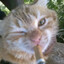 meowmeowmeow