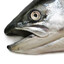 HappySalmon