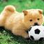 LIttleDog