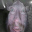Yehti avatar
