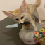 genet1v