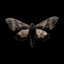 moth
