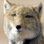 Weetard Fox