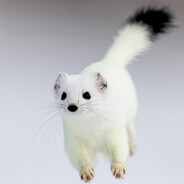The Whitest Stoat