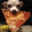 pizzadog