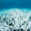 Coral Reef Bleaching