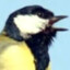 Great Tit