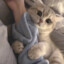 什么时候有只猫