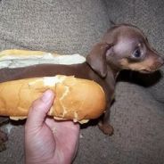 Hotdog Vendor