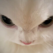 avatar Nova