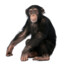 23 chimps on one computer
