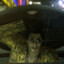 Yakuza's avatar