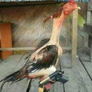 黑社会鸡基让你飞起来