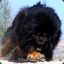 Tibettan Mastiff